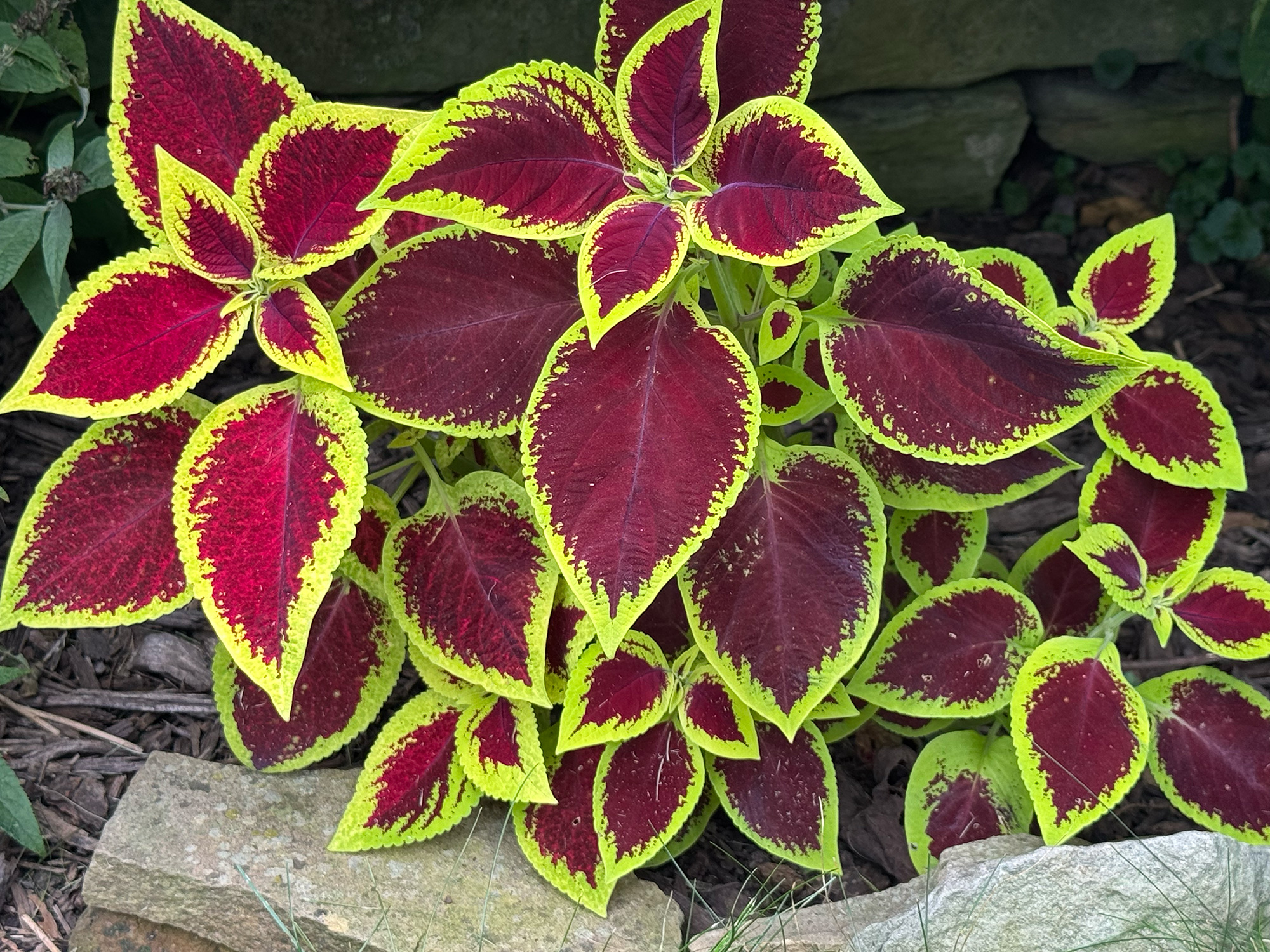 IMG_3735-coleus